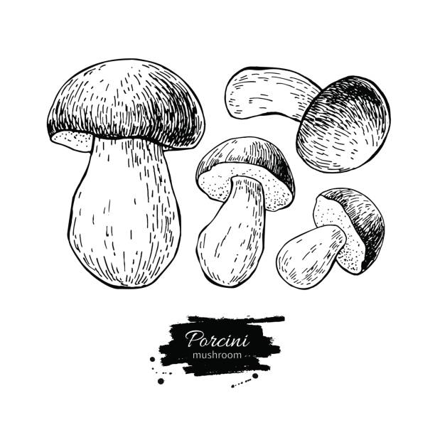 ilustrações, clipart, desenhos animados e ícones de conjunto de ilustração vetorial cogumelo mão desenhada porcini. comida de esboço de desenho - cepe