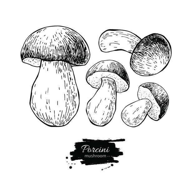 Vector illustration of Porcini mushroom hand drawn vector illustration set. Sketch food drawing
