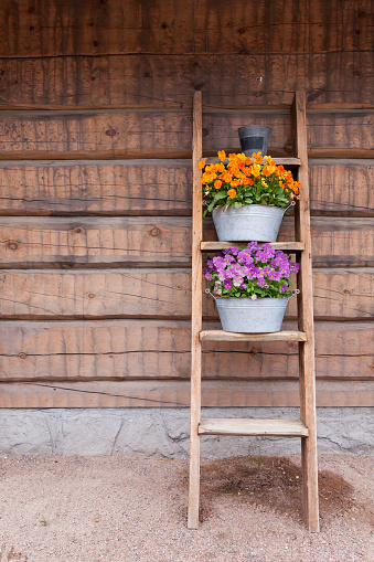 Flowers on ladder shelf lean to wooden wall outside