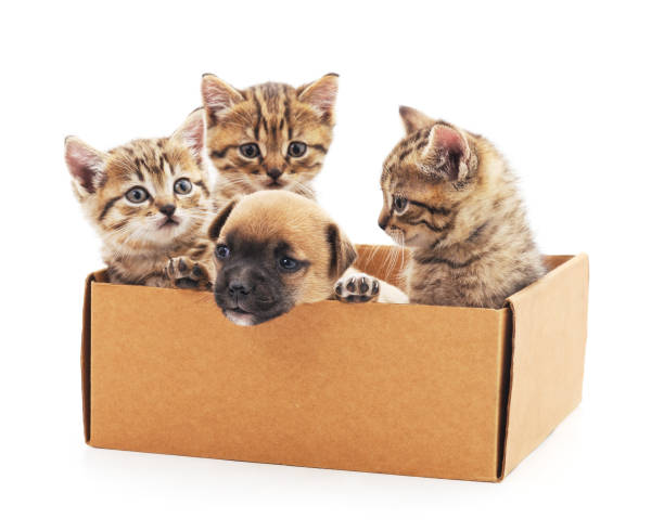 istock Kittens and a puppy in a box. 654073636