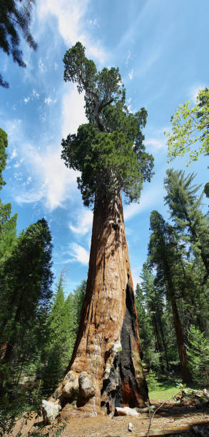 istock General Sherman tree in Giant Forest of Sequoia National Park 654074340