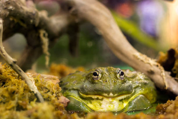 frosch - bullfrog frog amphibian wildlife stock-fotos und bilder