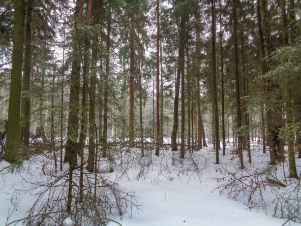 istock Foggy winter forest. Eastern Europe 654079278