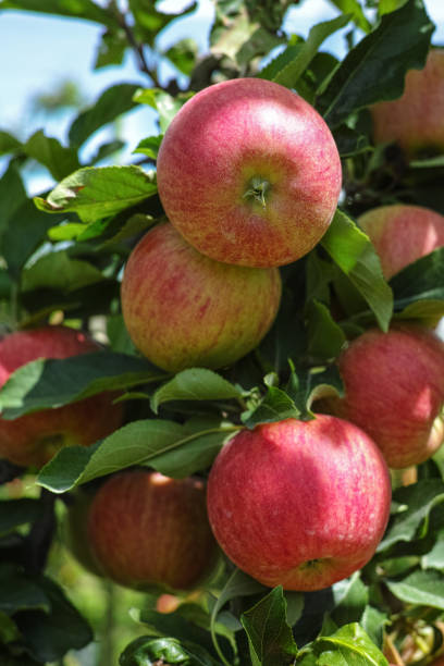 istock Ripe red organic apples on the tree 654079682