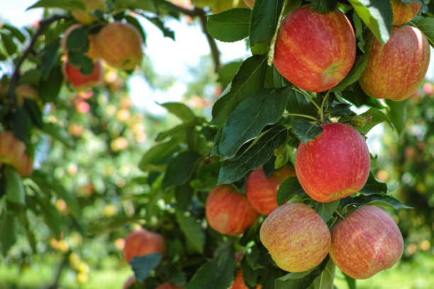 istock Ripe red organic apples on the tree 654079684