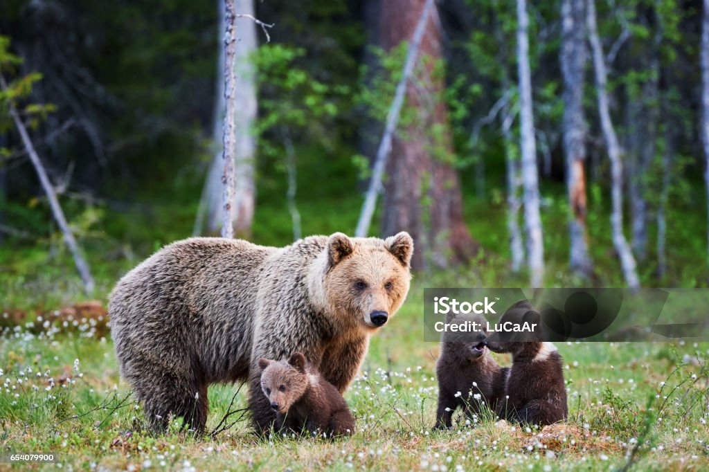 Oso pardo hembra y sus cachorros - Foto de stock de Alaska - Estado de los EE. UU. libre de derechos