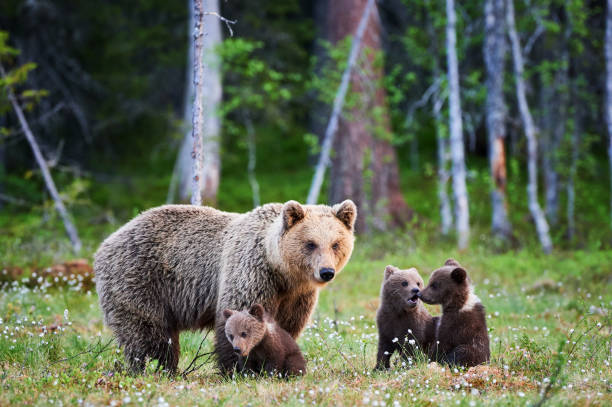 Female brown bear and her cubs Mother bear protects her three little puppies in the finnish taiga ursus arctos stock pictures, royalty-free photos & images