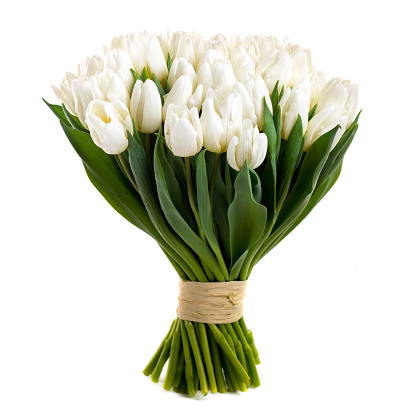 bunch white tulips isolated on white background