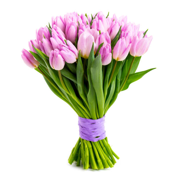 tulipas violetas isoladas no branco - violet blossom spring nature - fotografias e filmes do acervo