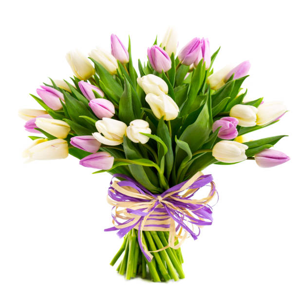 букет тюльпанов изолированы на белом - tulip bouquet стоковые фото и изображения