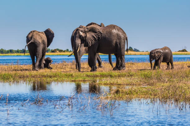 istock Africa. Herd of elephants 654080380
