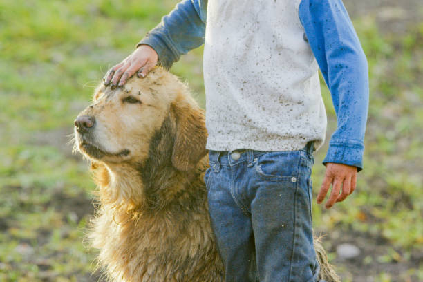 Spending time Outdoors A young boy stands outside in the mud and pets his golden retriever. They play in mud and puddles outdoors on a farm on a warm fall day. kids dirty shoes stock pictures, royalty-free photos & images