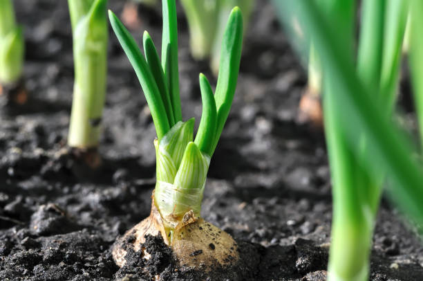 istock close-up of the onion plantation 654090666