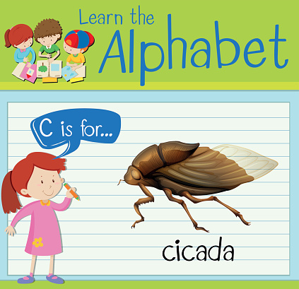 Cicada Text Flashcard Letter C Is For Cicada Stock Illustration - Download Image ...