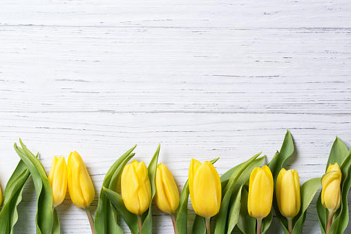 Yellow tulips on a white wooden table, easter background, top view, flowers frame