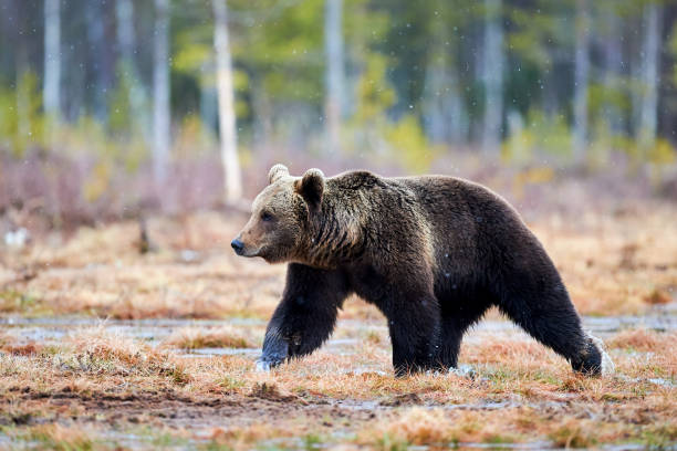 istock Brown bear in the taiga 654098844