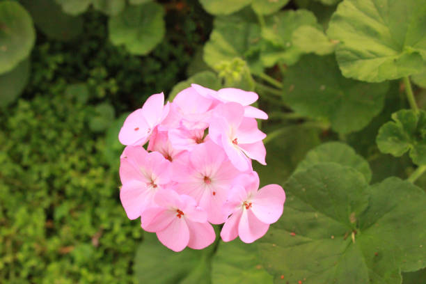 istock Beautiful Hydrangeas flowers in the garden 654098852