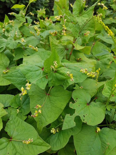 istock Buckwheat; Fagopyrum, tataricum; Tatar 654099302