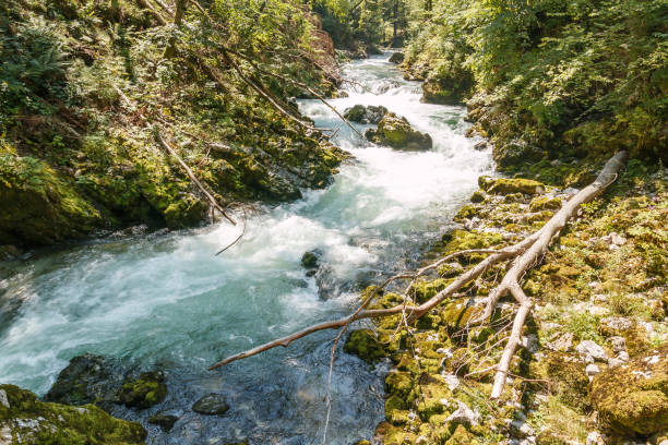 istock Floating river in the middle of forest 654099834
