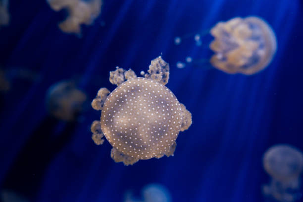 istock Beautiful exotic jellyfish in aquarium 654104128