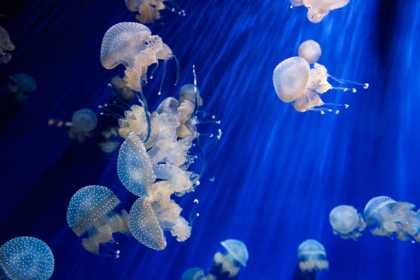 istock Beautiful exotic jellyfish in aquarium 654104134