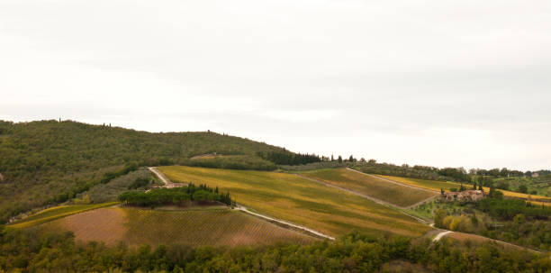 istock Scenic tuscan landscape with vineyards 654104186
