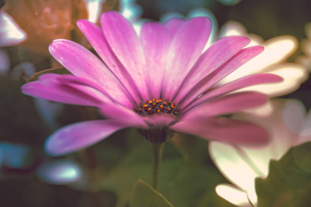 istock cosmos flower close up 654107274