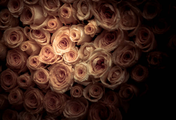 istock flowers wall background with amazing roses 654107928