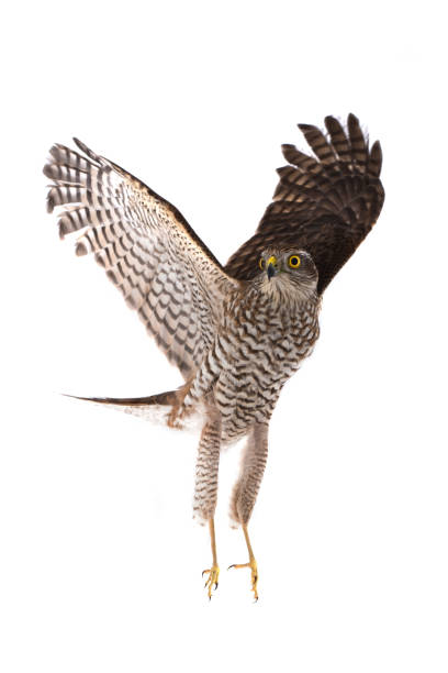 istock falcon with the raised wings 654107970