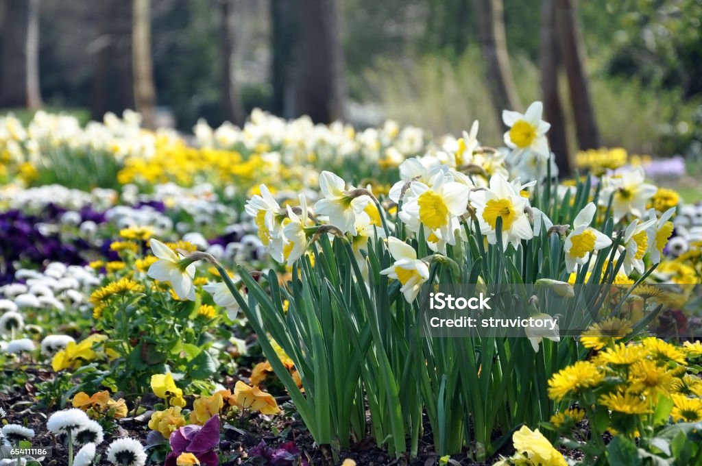 Jonquilles blancs et jaunes qui fleurit dans le jardin en gros plan de printemps. - Photo de Agriculture libre de droits