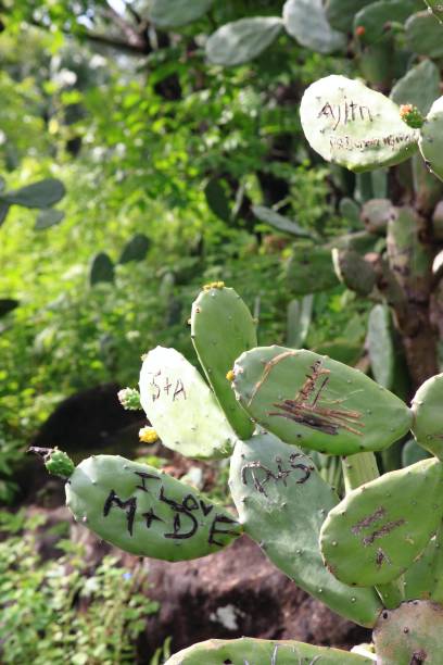 istock Name initials as symbols of love cut out into cactus 654111904