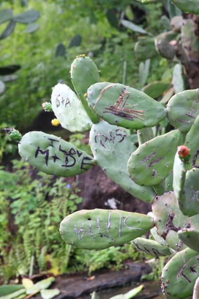 istock Name initials as symbols of love cut out into cactus 654112006