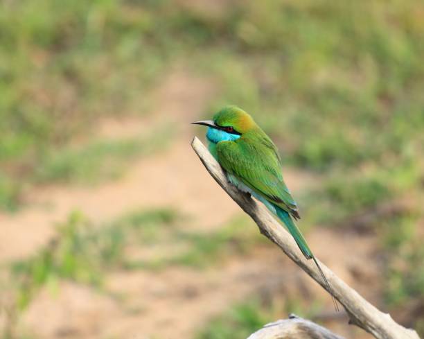 istock Little green bee-eater, Merops orientalis 654112140