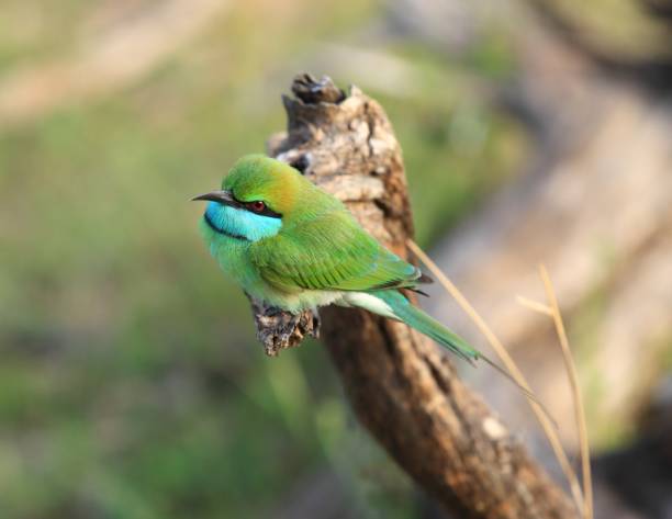 istock Little green bee-eater, Merops orientalis 654112182