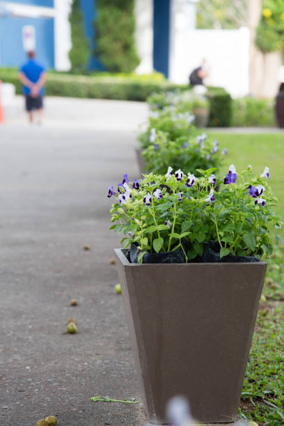 istock Beautiful flower in pot near pathway 654112740