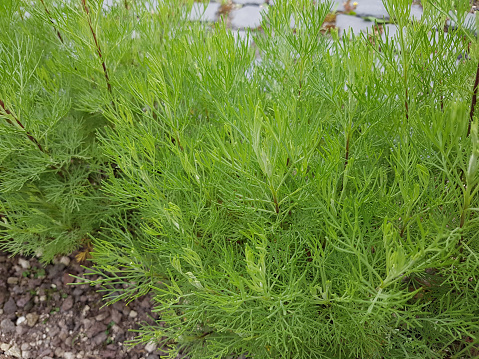 Artemisia, abrotanum; Fragrance herb