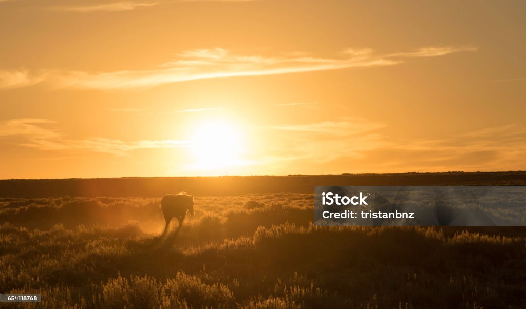 A horse walking infront of a setting sun A horse walking infront of a setting sun in Wyoming, USA Animal Stock Photo