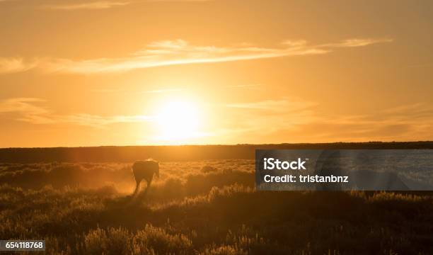 A Horse Walking Infront Of A Setting Sun Stock Photo - Download Image Now - Animal, Animal Mane, Animal Wildlife