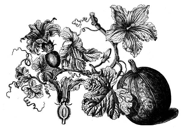 illustrazioni stock, clip art, cartoni animati e icone di tendenza di botanica piante antica illustrazione incisione: cucurbita pepo (zucca) - crookneck squash