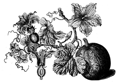 Botany plants antique engraving illustration: Cucurbita pepo (pumpkin)