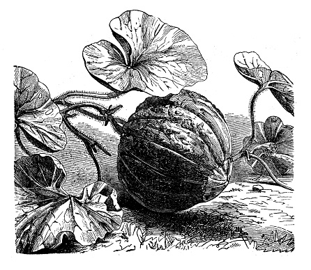 Botany plants antique engraving illustration: Cucumis melo (muskmelon)