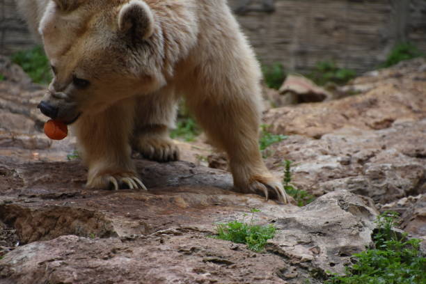 Bear in captivity Lunch time at the zoo tomato cages stock pictures, royalty-free photos & images