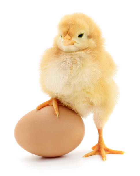 chicken and egg stock photo