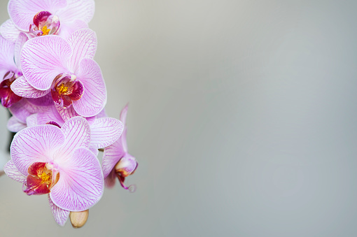 pink orchid, grey background
