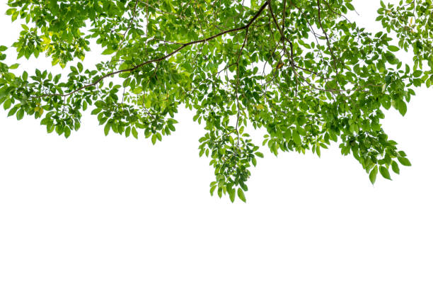 cerca de una rama de árbol aislada en blanco - beech leaf isolated leaf new fotografías e imágenes de stock
