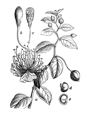 Botany plants antique engraving illustration: Capparis spinosa (caper bush)