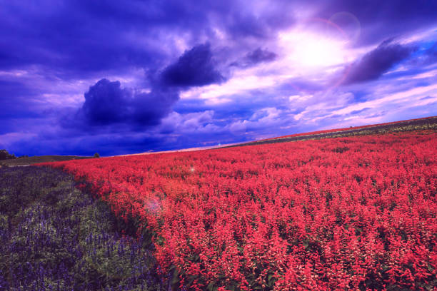 Flower garden red flowers