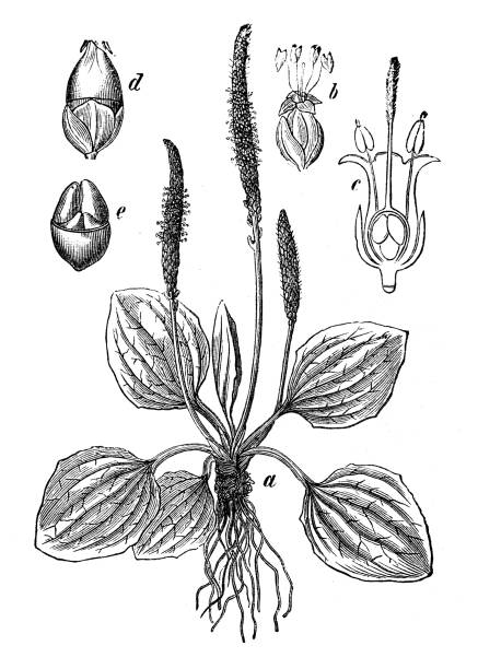 식물학 식물 골동품 조각 그림: 장 주요 (broadleaf 질경이, 백인 남자의 발, 큰 질경이) - plantain major herb greater stock illustrations