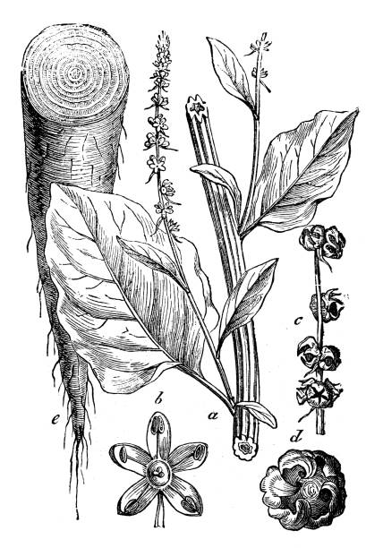 illustrations, cliparts, dessins animés et icônes de plantes de botanique antique illustration de gravure : beta vulgaris (betteraves) - beet common beet isolated sugar beet