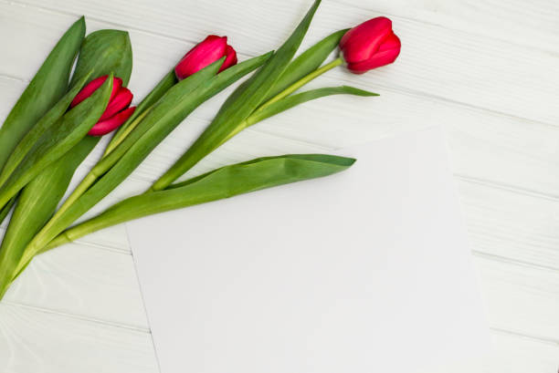 istock red tulips on a white wooden board 654151252